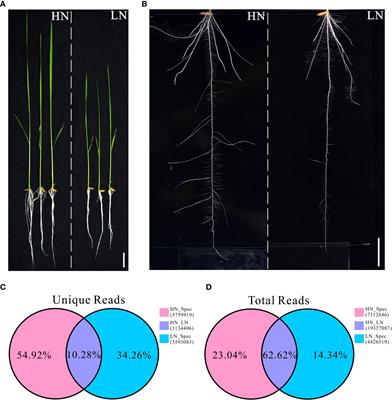 Genome-wide identification of nitrate-responsive microRNAs by small RNA sequencing in the rice restorer cultivar Nanhui 511